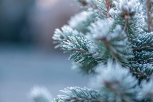 Winter tree San Antonio, TX